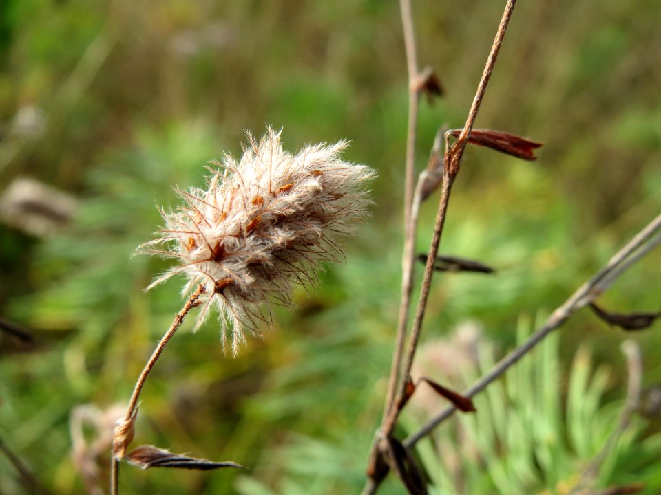 20141017Trifolium_arvense1