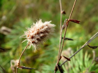 20141017Trifolium_arvense1