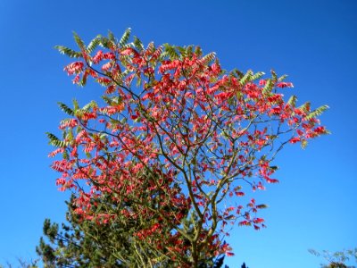 20141018Rhus_typhina1