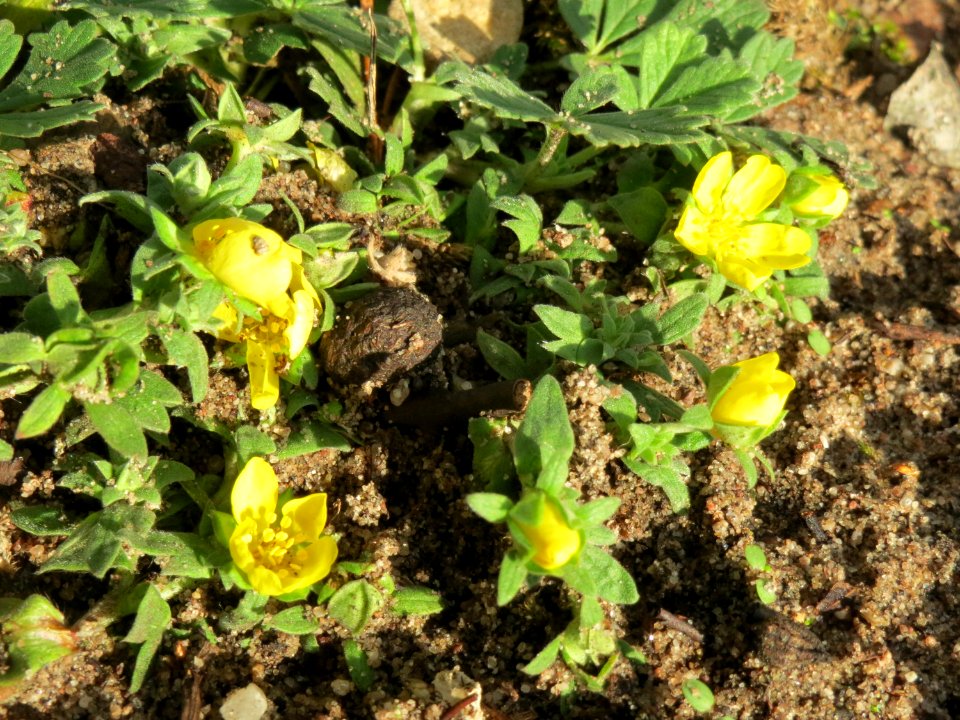 20141017Potentilla_reptans