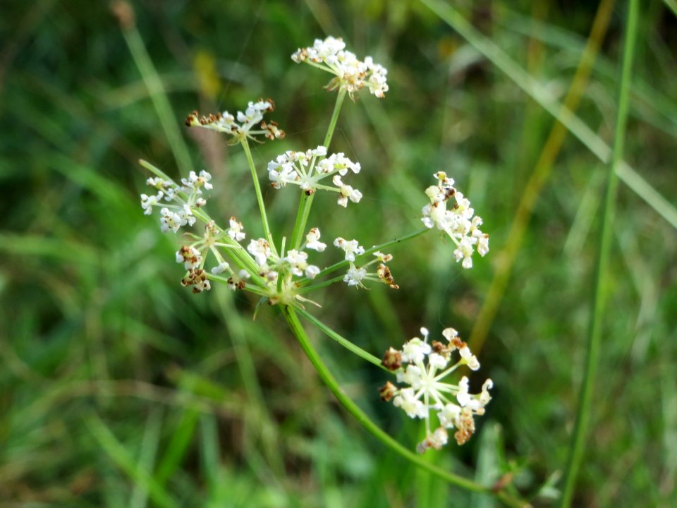 20141017Peucedanum_oreoselinum1