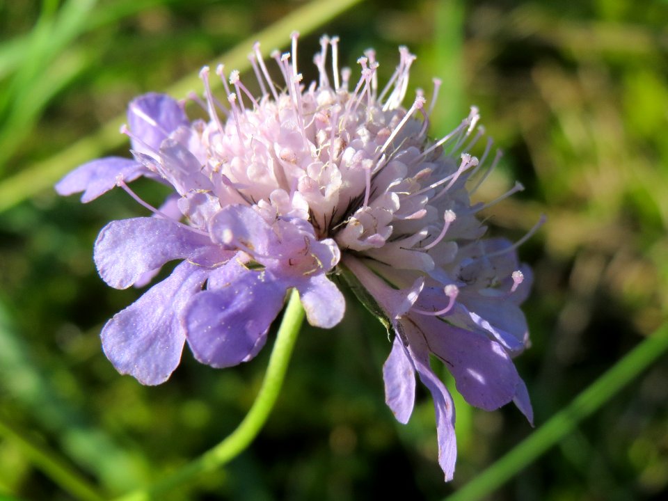 20141018Scabiosa_columbaria6