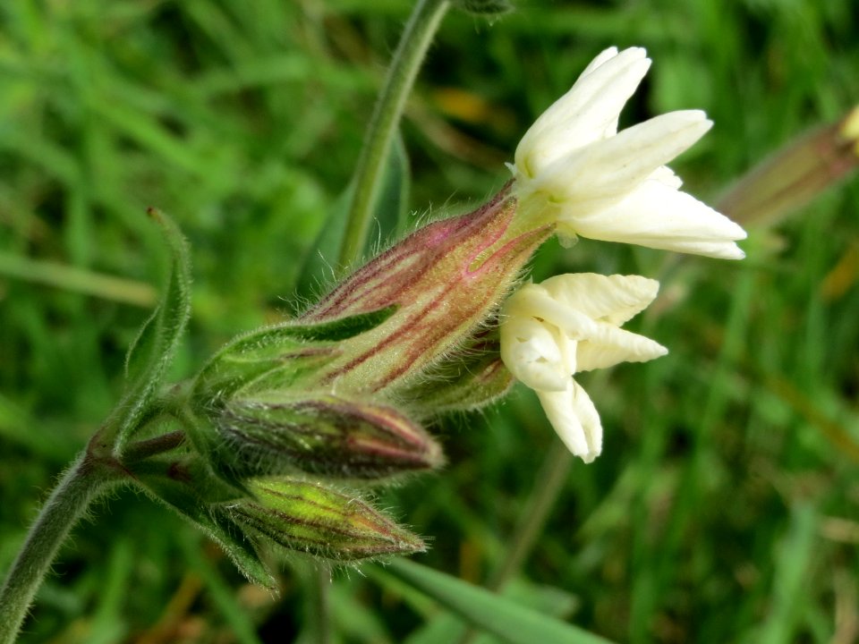 20140928Silene_latifolia1