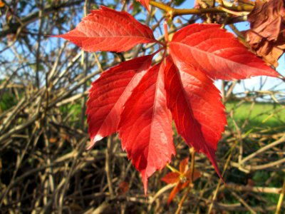 20141108Parthenocissus_quinquefolia3