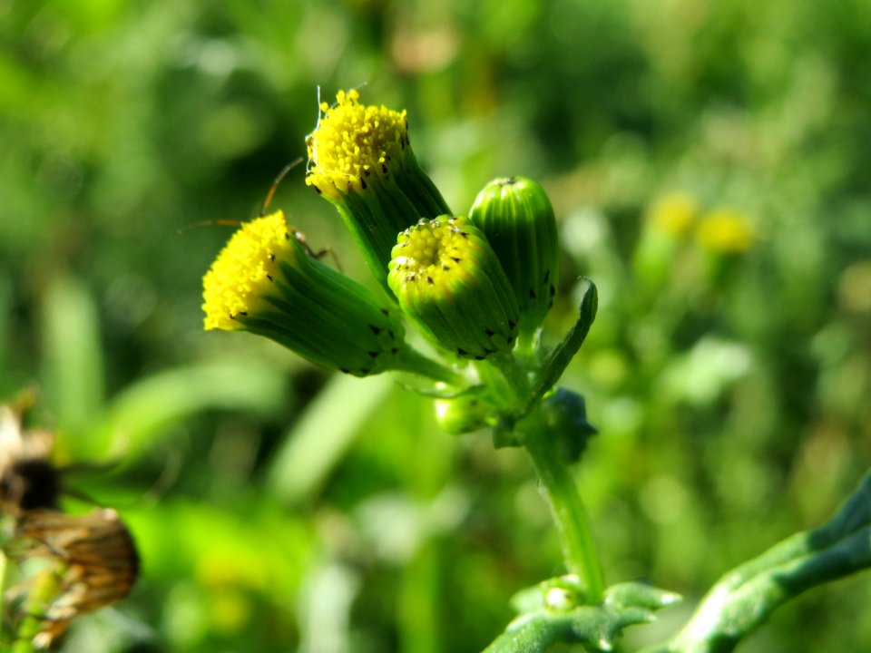 20141013Senecio_vulgaris1