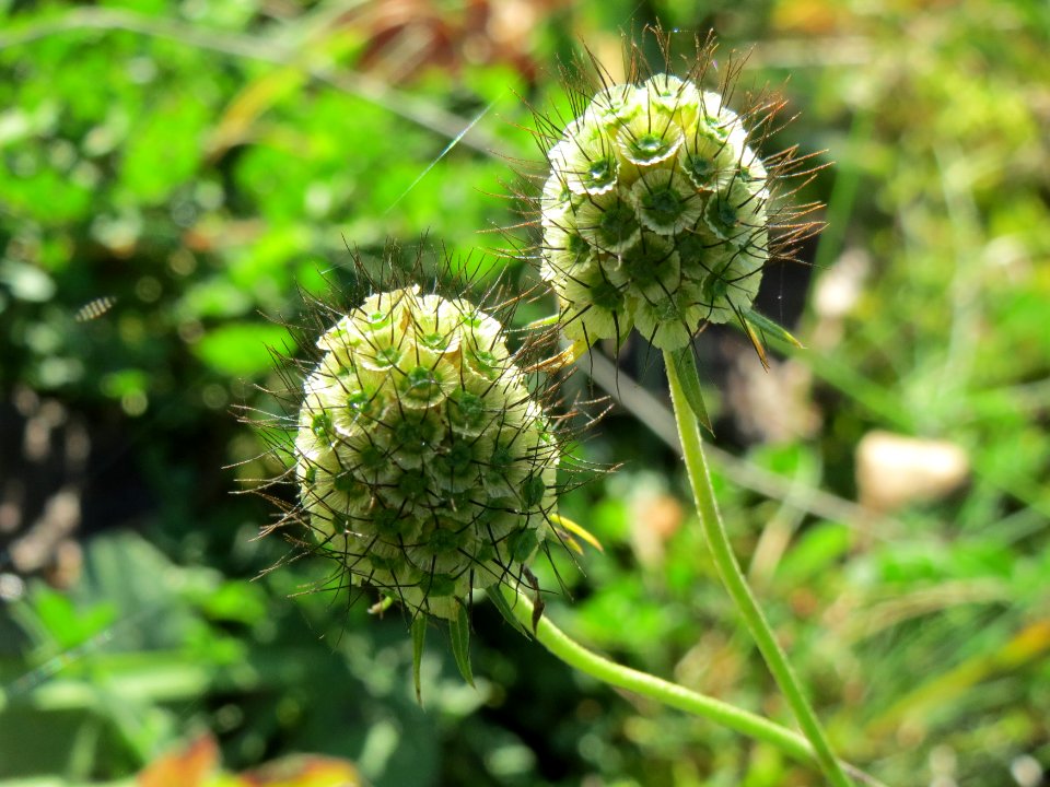 20141018Scabiosa_columbaria7