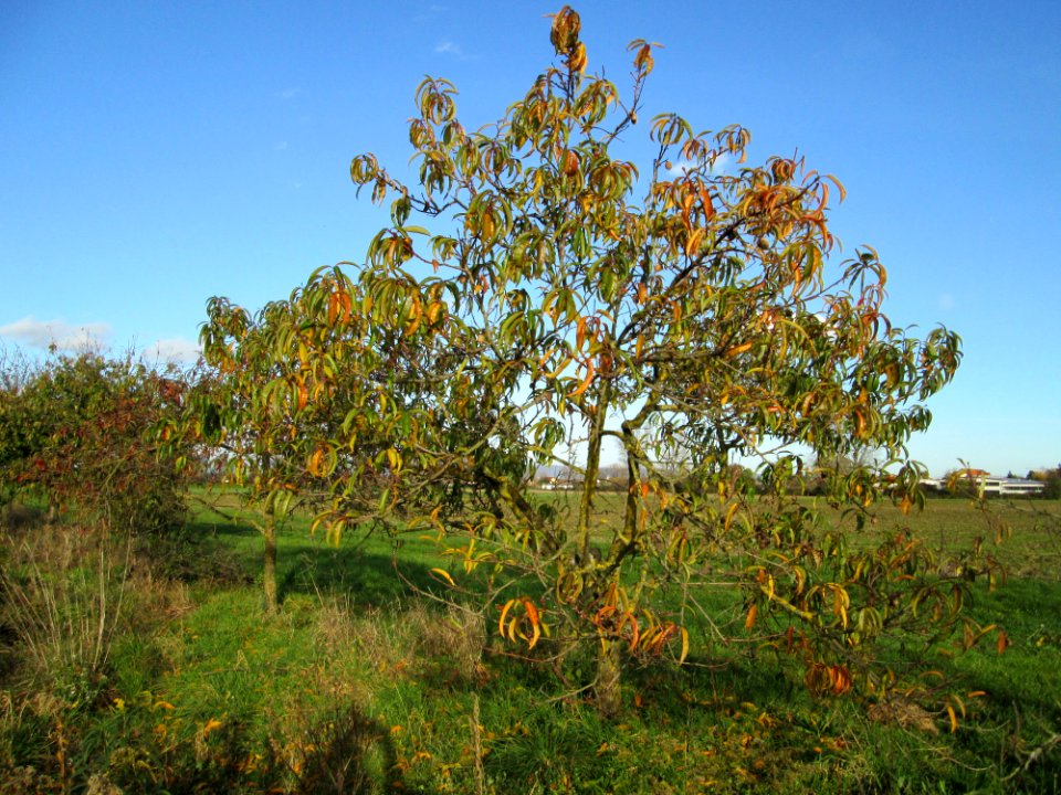 20141108Prunus_dulcis1