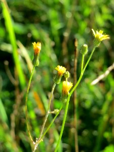 20141003Lapsana_communis