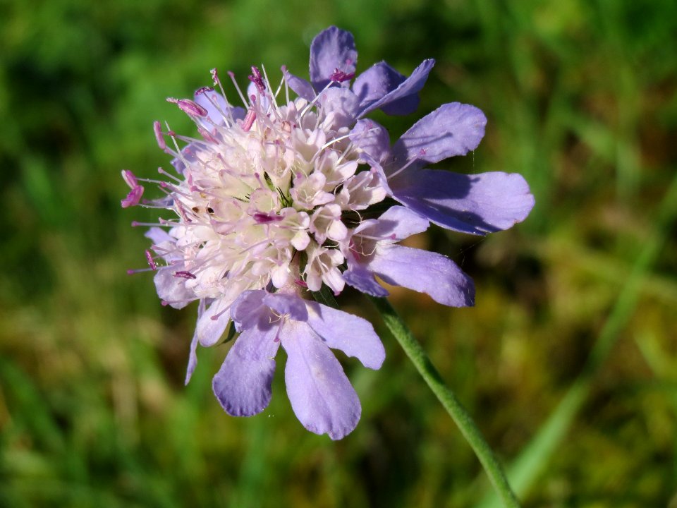 20141018Scabiosa_columbaria1