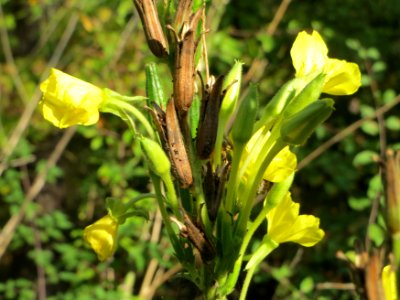 20140926Oenothera_biennis1