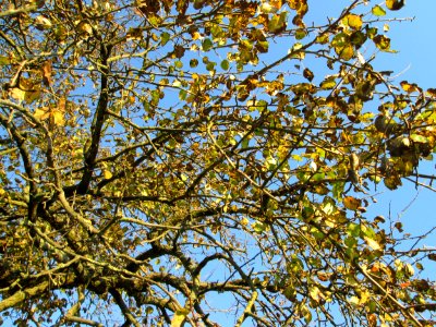 20141106Birne_Reilingen3