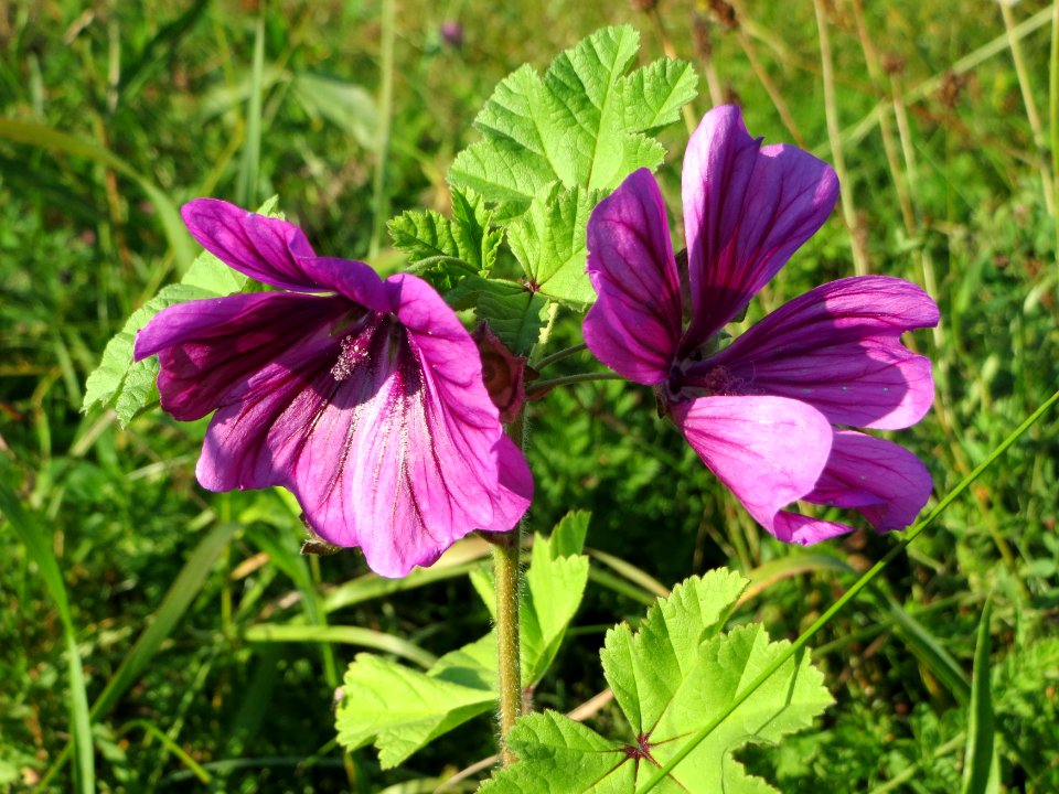 20141003Malva_sylvestris