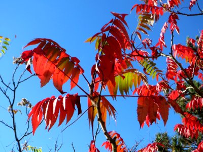 20141018Rhus_typhina3