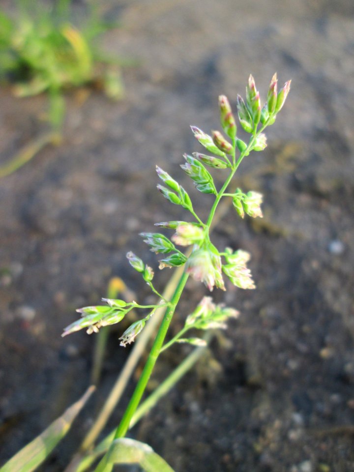 20141123Poa_annua3