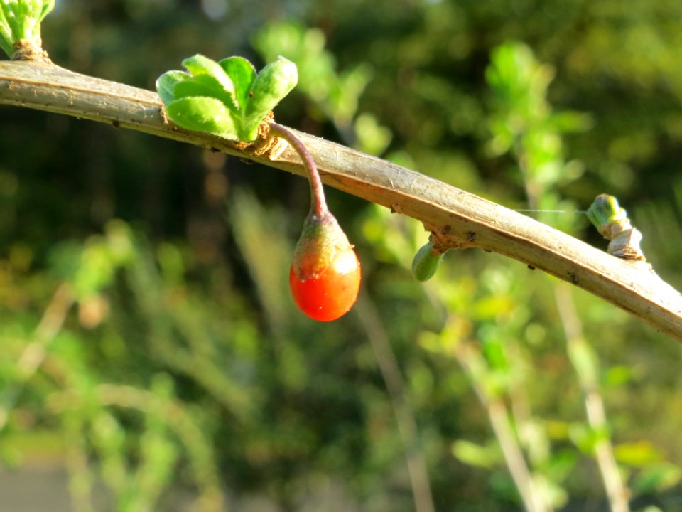 20140926Lycium_barbarum4