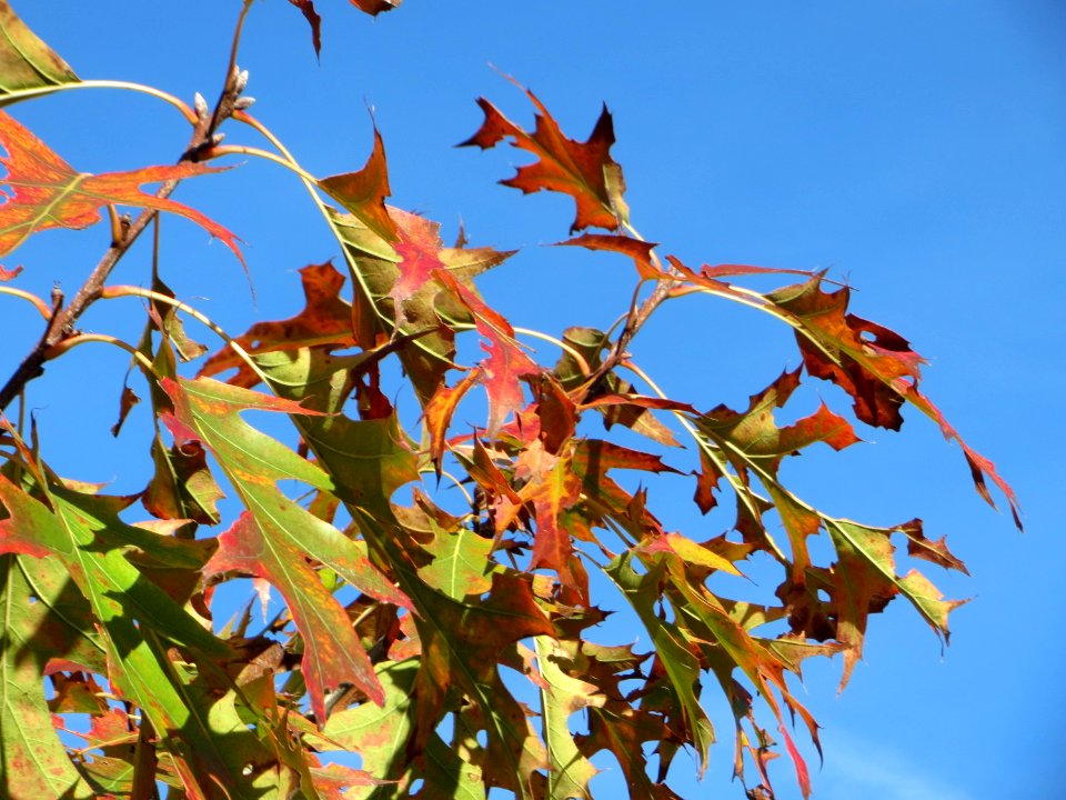 20141011Quercus_coccinea2