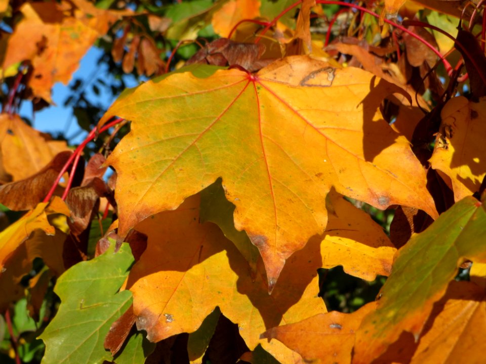 20141018Acer_platanoides2