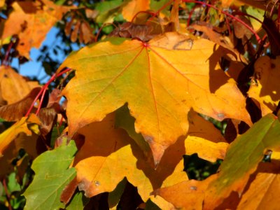 20141018Acer_platanoides2