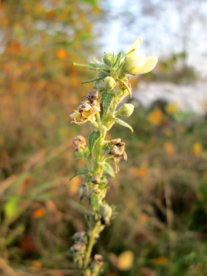 20141123Verbascum_lychnitis1