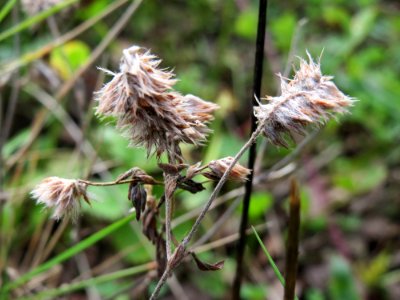 20141012Trifolium_arvense3