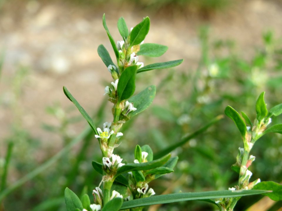 20140928Polygonum_aviculare1