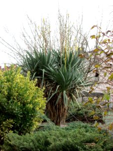 20141126Yucca_gloriosa1