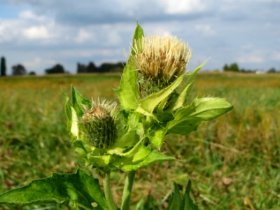 20140927Cirsium_oleraceum3