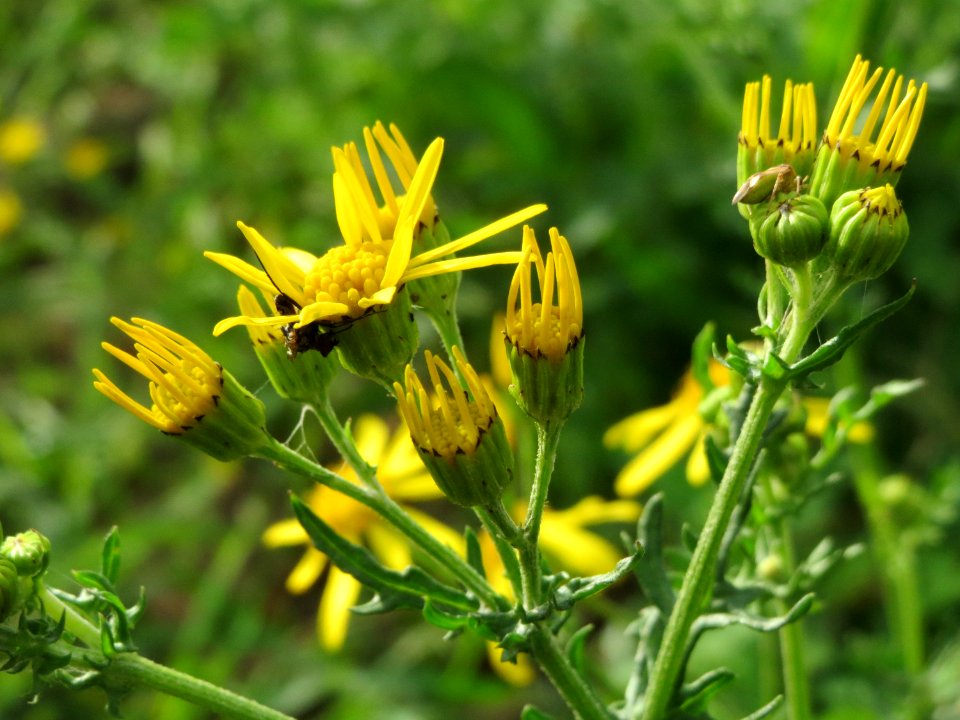20141013Jacobaea_vulgaris2