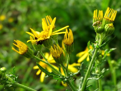 20141013Jacobaea_vulgaris2