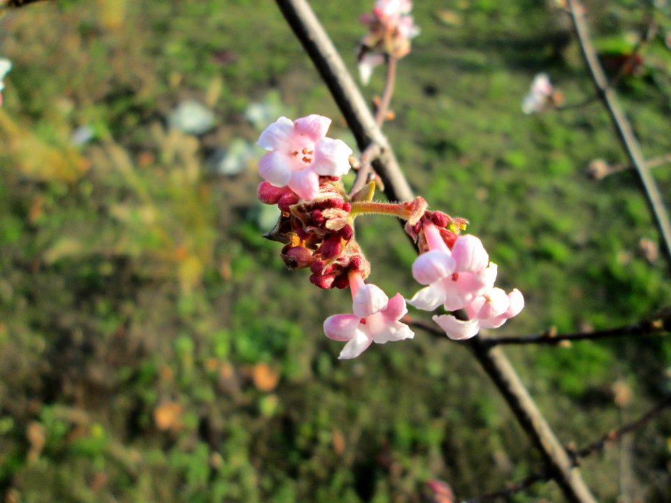 20141123Viburnum_bodnantense3