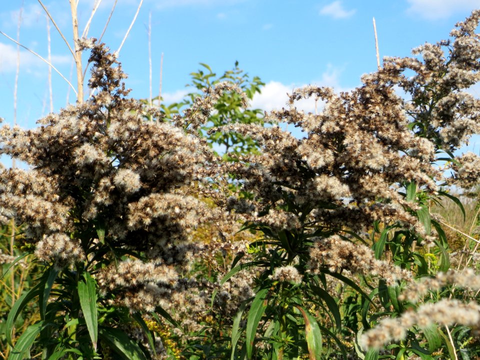 20140926Solidago_canadensis2