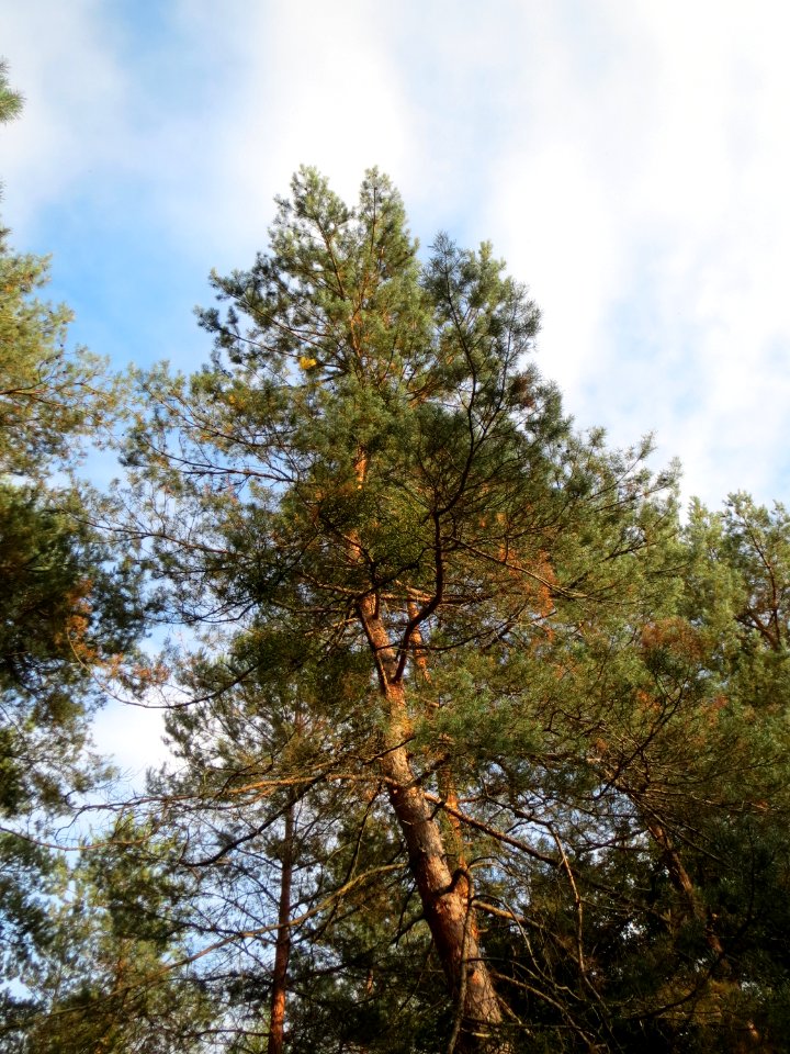 20140926Pinus_sylvestris