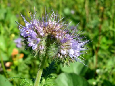 20140926Phacelia_tanacetifolia2