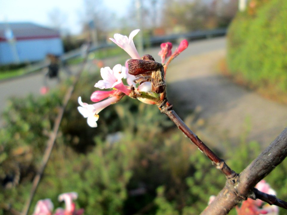 20141123Viburnum_bodnantense2