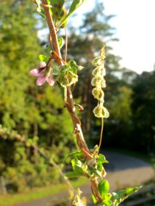 20140926Lycium_barbarum3