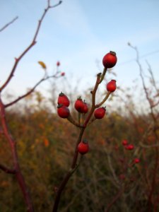 20141123Rosa_multiflora1