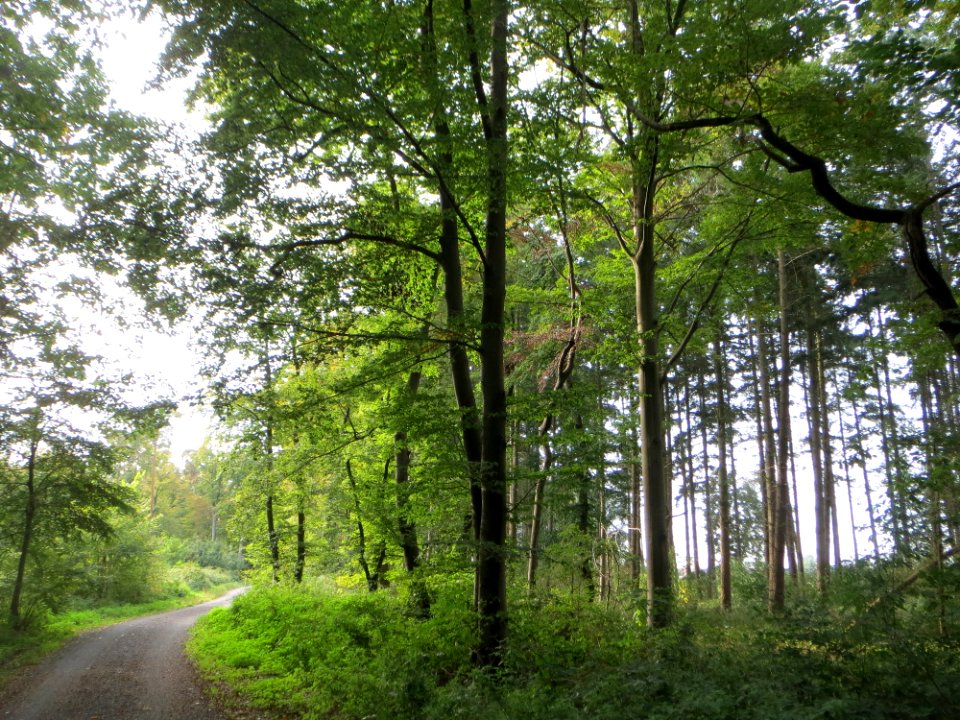 20140928Fagus_sylvatica1