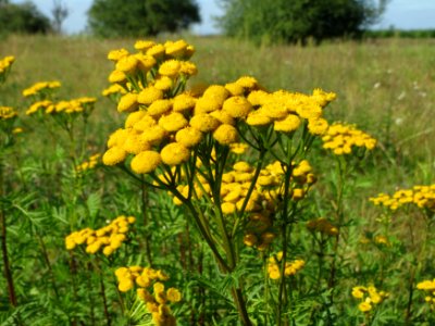 20140926Tanacetum_vulgare2