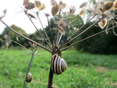 20140928Heracleum_sphondylium3