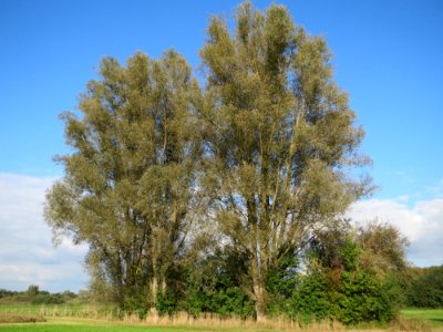 20140927Salix_alba1