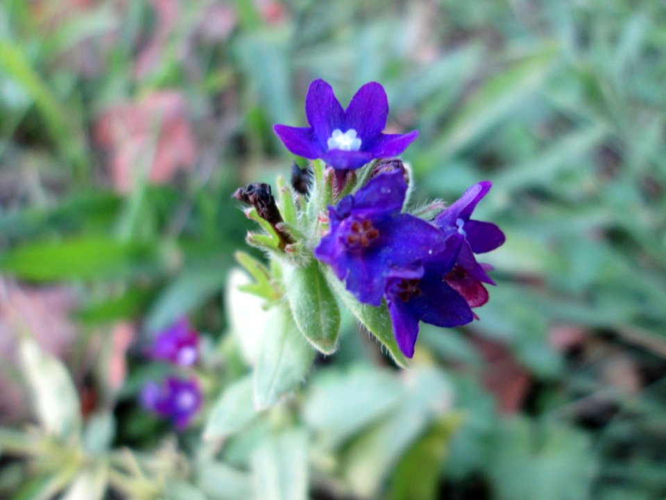 20141109Anchusa_officinalis2