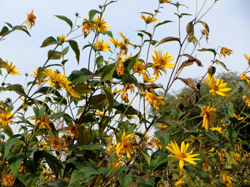 20140928Helianthus_tuberosus1