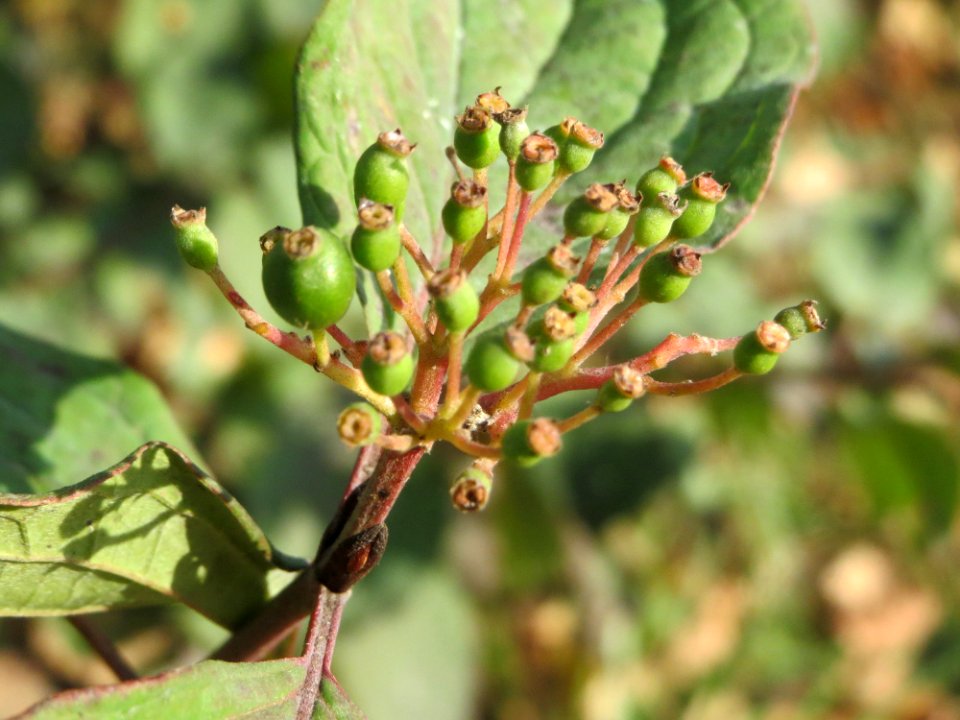 20140928Cornus_sanguinea1