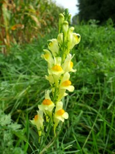 20140928Linaria_vulgaris2