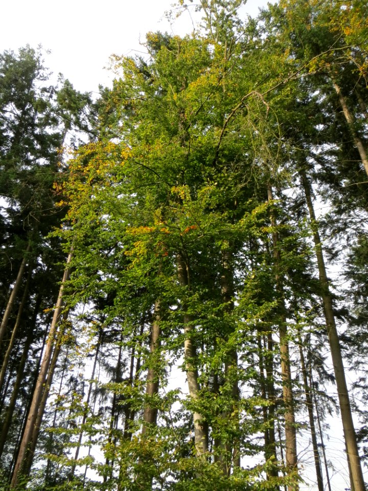 20140928Fagus_sylvatica3