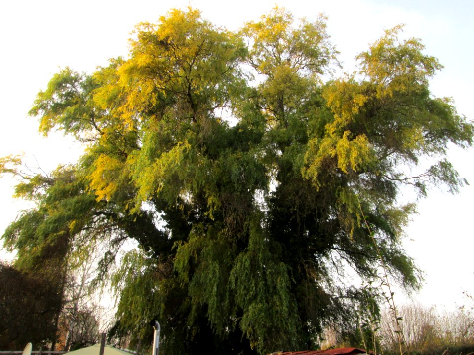 20141123Salix_matsudana_tortuosa