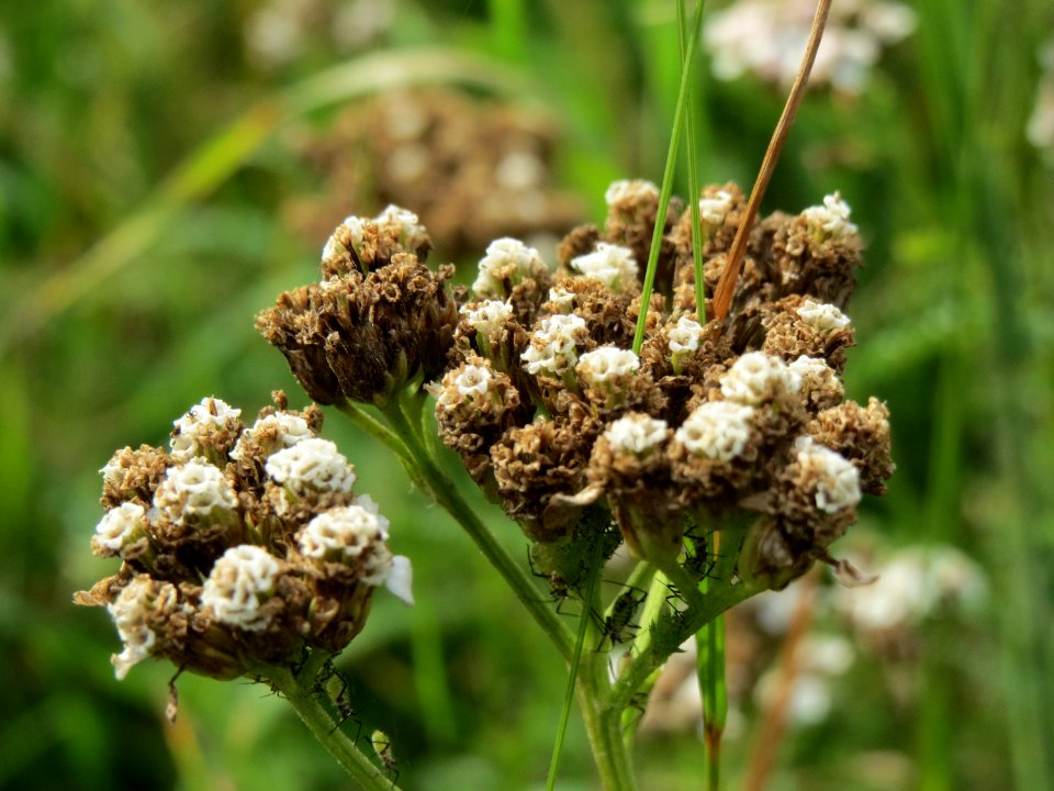 20140928Achillea_millefolium2