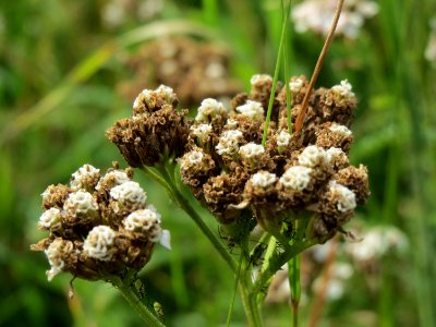 20140928Achillea_millefolium2