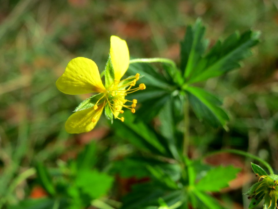 20141012Potentilla_erecta4
