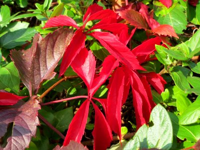 20141001Parthenocissus_quinquefolia1